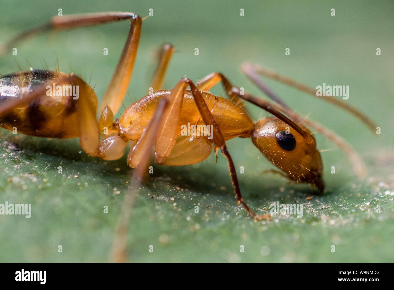 Close-up di un carpernter ant che mostra l'insetto in dettagli, trovato in un giardino tropicale in Brasile Foto Stock