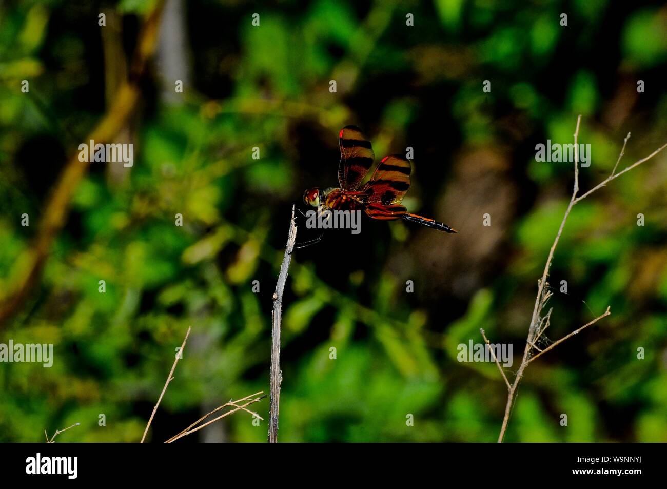Dragonfly incandescente con macchie rosse sulle ali Foto Stock