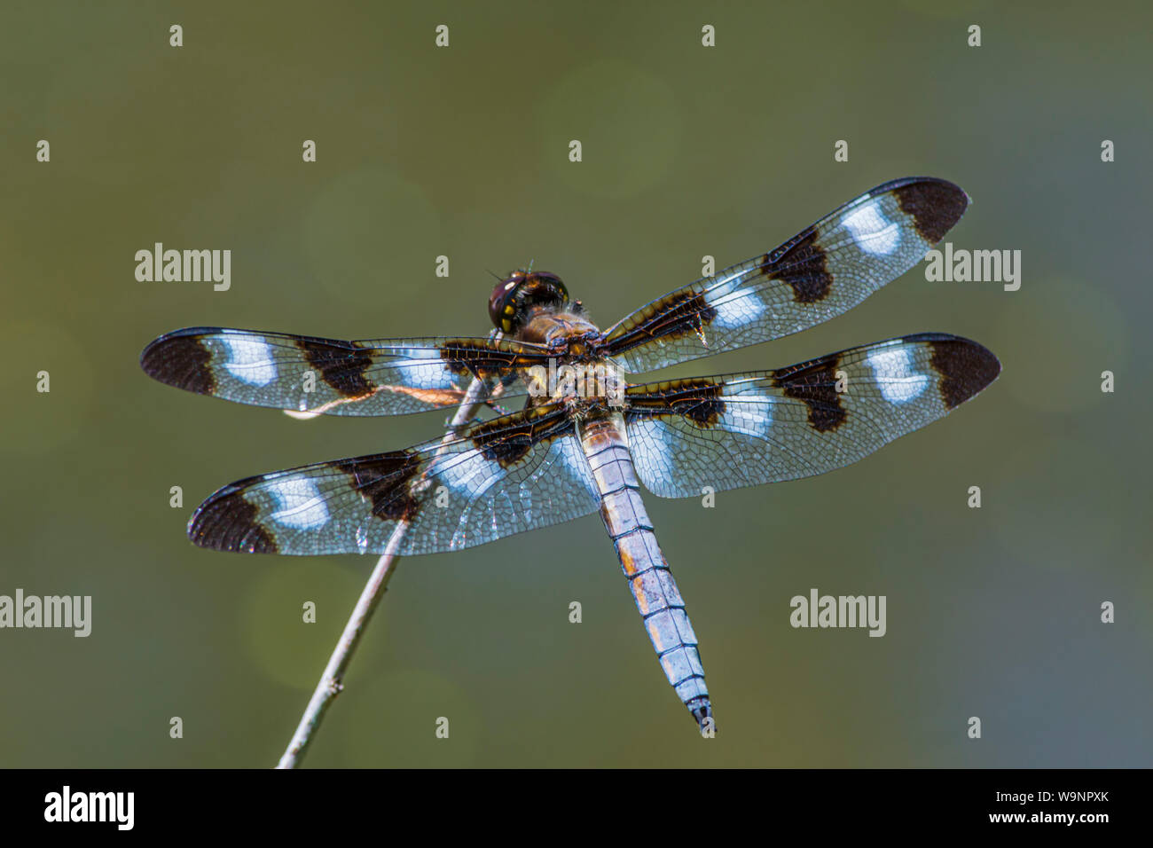 Dragonfly skimmer a dodici punte (Libellula pulchella) che riposa sul gambo del salice nello stagno della palude, Castle Rock Colorado USA. Foto scattata a luglio. Foto Stock