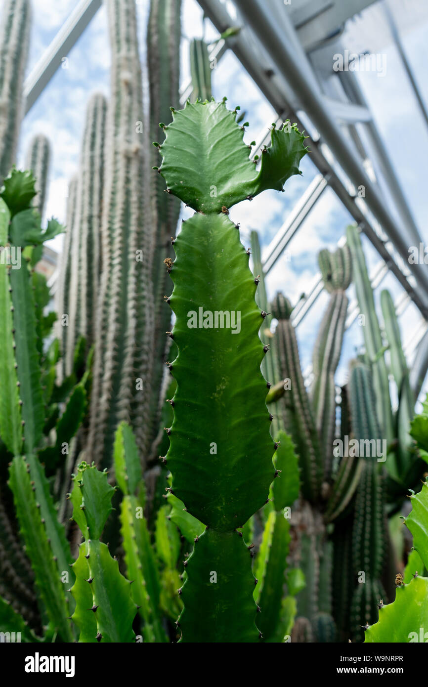 Aloe e cactus nel padiglione di chicago Botanic Garden Foto Stock