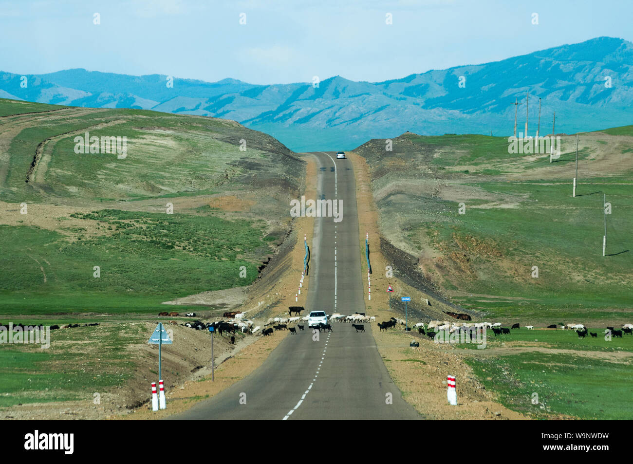 Caprini attraversando un'autostrada nel nord della Mongolia Foto Stock