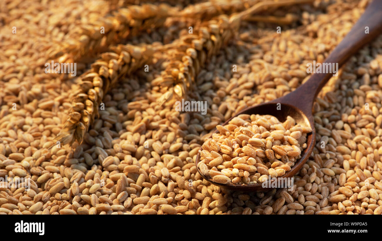 Il cucchiaio di legno riempita di spelta posto su di un chicco di grano. Ci sono spikelets accanto ad essa. Foto Stock