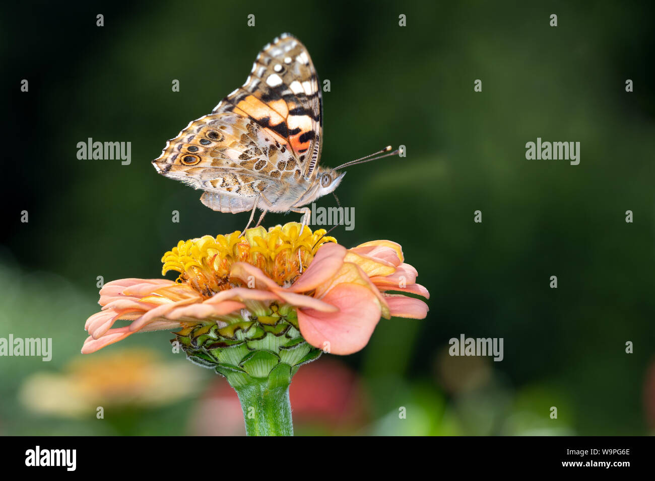 Vanessa cardui è un ben noto farfalla colorata, noto come il dipinto di lady, o in America del Nord come la cosmopolita Foto Stock