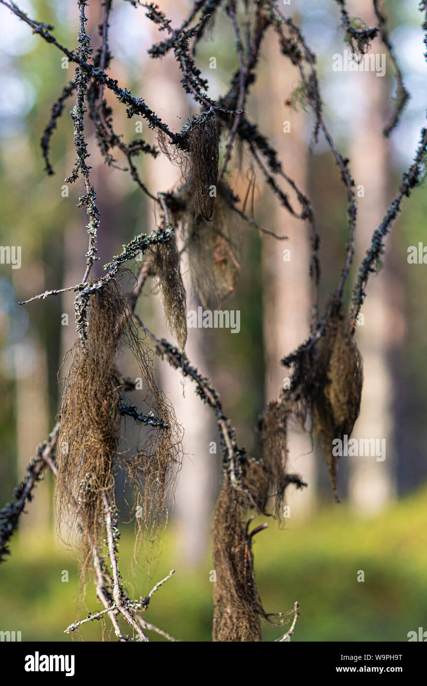 La struttura pensile lichen nella vecchia foresta (Usnea) isola di Hailuoto,Nord Pohjanmaa,Finlandia Foto Stock
