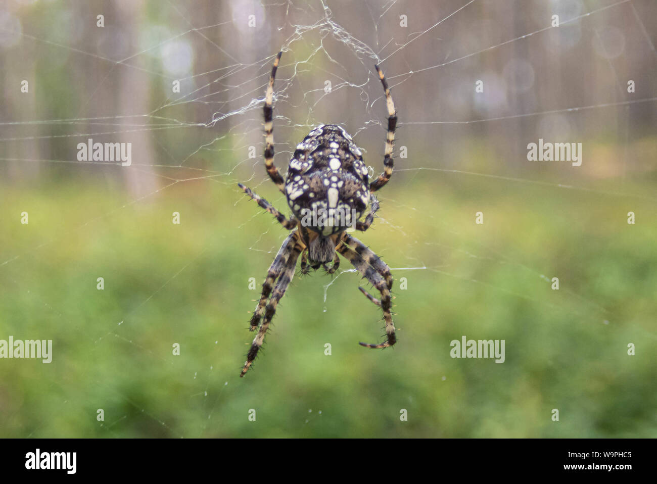 Croce spider,Bothnian Bay, a nord Pohjanmaa, isola di Hailuoto, Finlandia Foto Stock