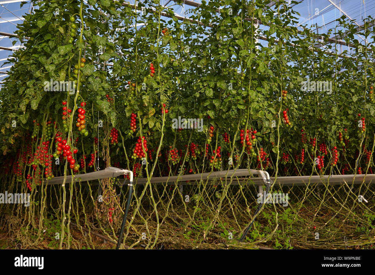 Produzione biologica pomodori prodotti in un ambiente di serra Foto Stock