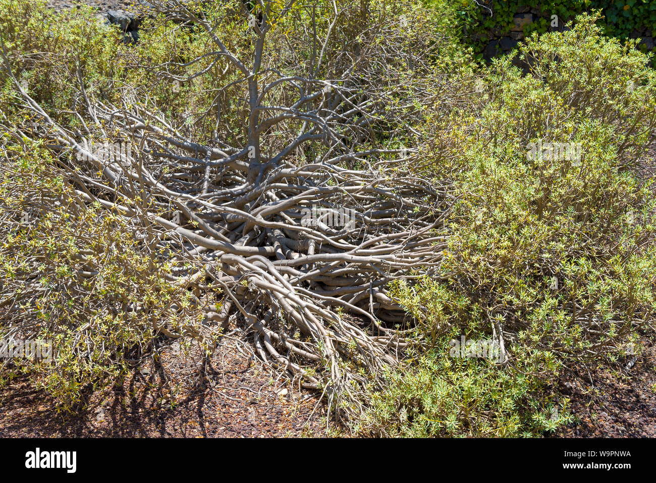 Spazzola naturale rami dello sfondo. Asciugare i rami degli alberi. Foto Stock