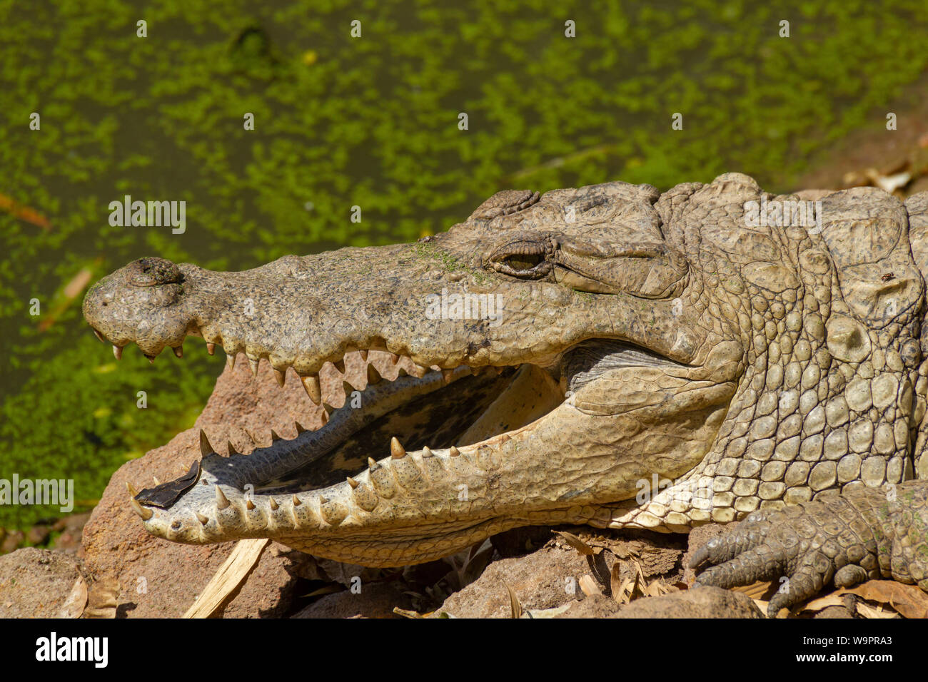 Prendere il sole a coccodrillo con bocca aperta presso le Kachikally Crocodile Pool Foto Stock