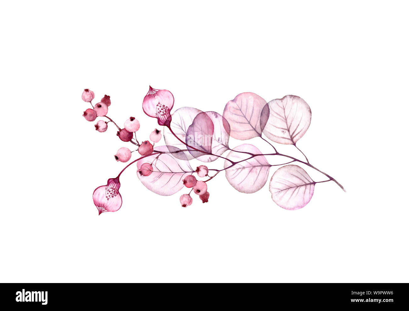 Trasparente set floreali disposizione isolata di fiori esotici, bacche, foglie e rami in rosa pastello, grigio, viola, porpora, ornamento vintage Foto Stock