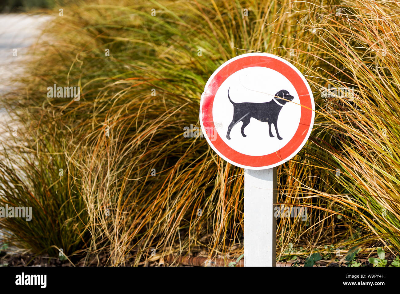 Cani non ammessi Accedi a una pista in un parco . Foto Stock
