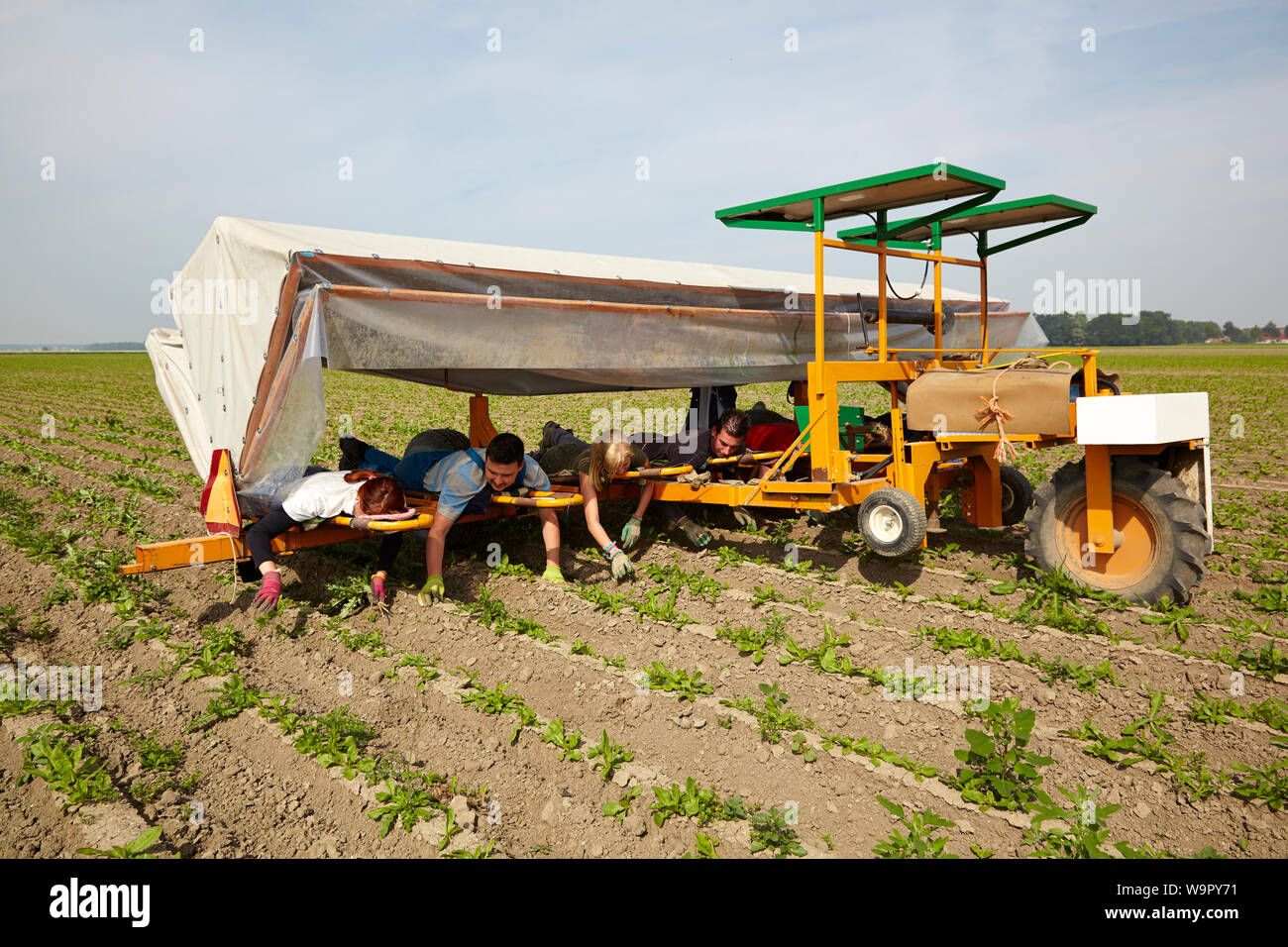 Migrante stagionale dei lavoratori delle aziende agricole utilizzando custom made macchina agricola di alghe tra i filari di piante di cicoria Foto Stock