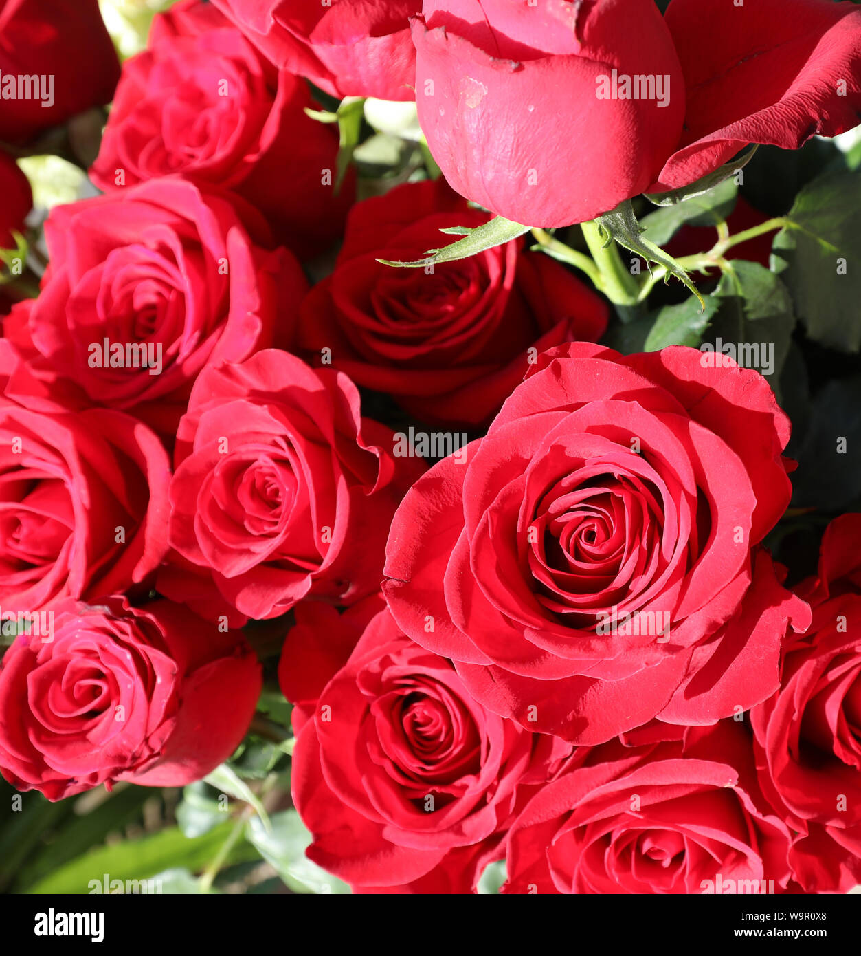 Sfondo di molte rose rosse in primavera Foto Stock