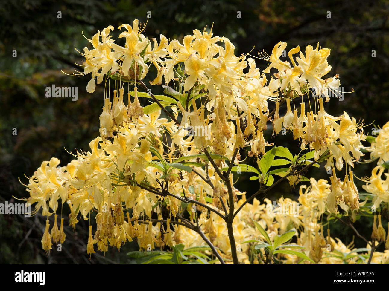 Giallo ( Rhododendron luteum azalea ) un arbusto caducifoglie in fiore / bloom. AKA azalea giallo , dolce pontica azalea. Foto Stock