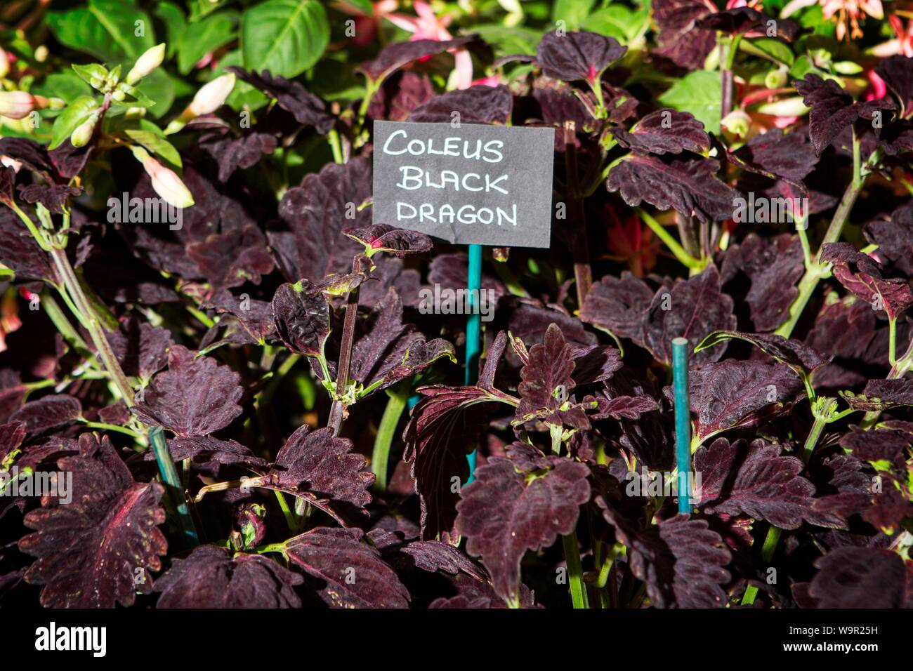 Coleus black dragon houseplant piante vegetali giardini giardino giardinaggio Foto Stock