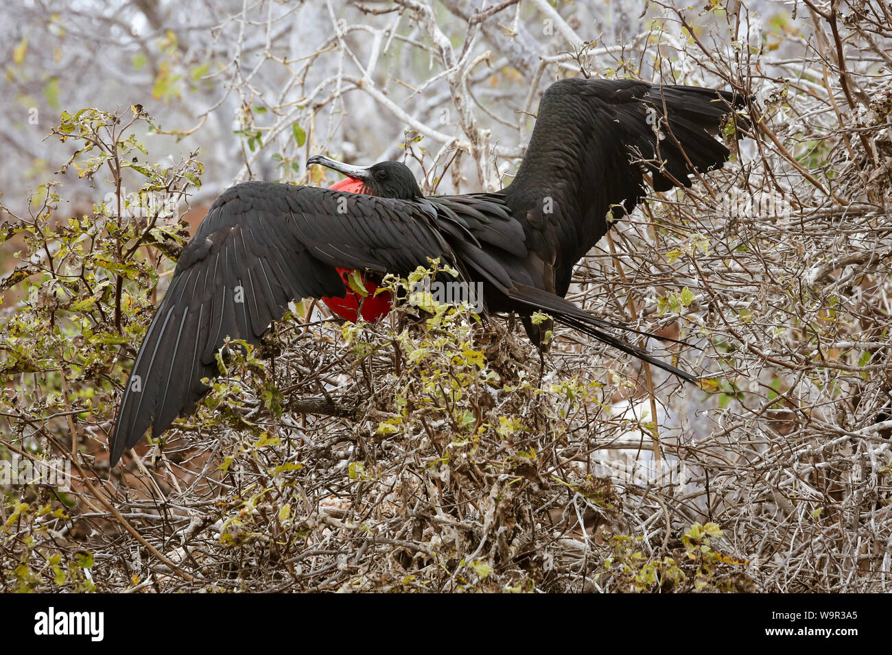 Frigatebird maschio in piena Plummage seduta sul nido sulle isole Galapagos. Foto Stock