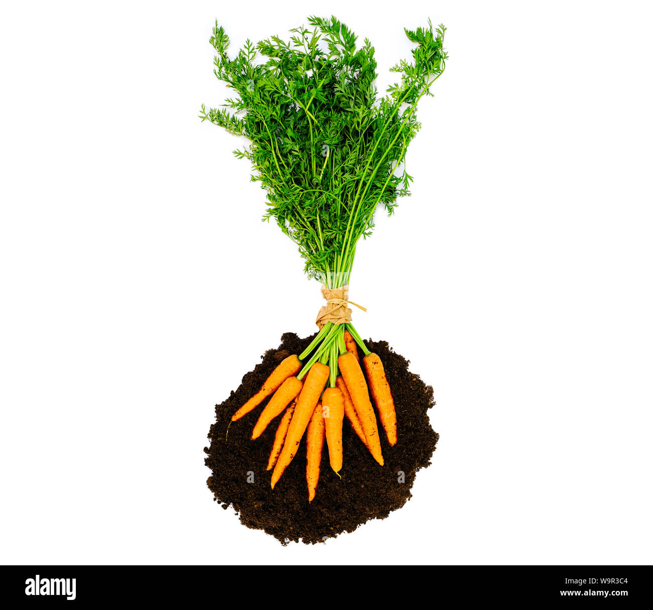 Mazzo di carote fresche tagliate fuori. Verdure barbabietole nel suolo su sfondo bianco Foto Stock
