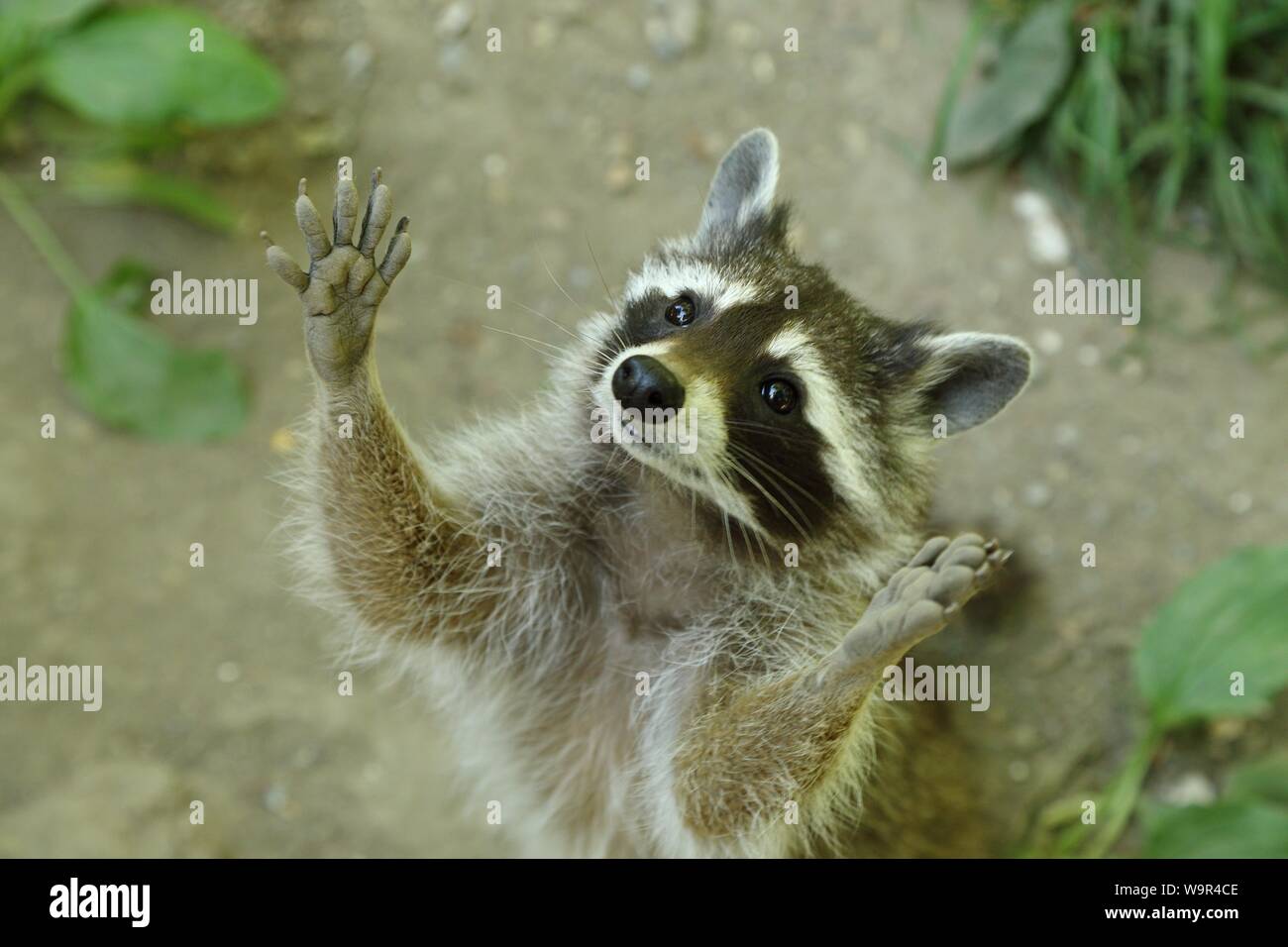 Raccoon (Procione lotor) mendica per cibo, captive, Nord Reno-Westfalia, Germania Foto Stock