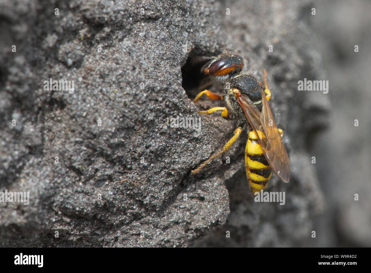 Beewolf europea (Philanthus triangulum) all'ingresso di Bau, Emsland, Bassa Sassonia, Germania Foto Stock