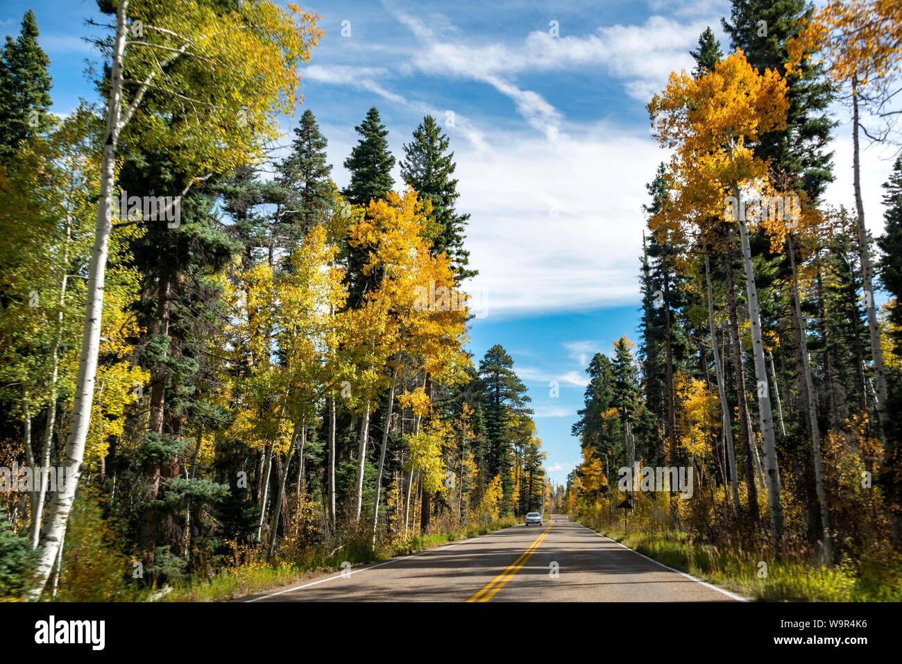 Autostrada 12 attraverso autunnale di aspen forest, Utah, Southwest USA Foto Stock