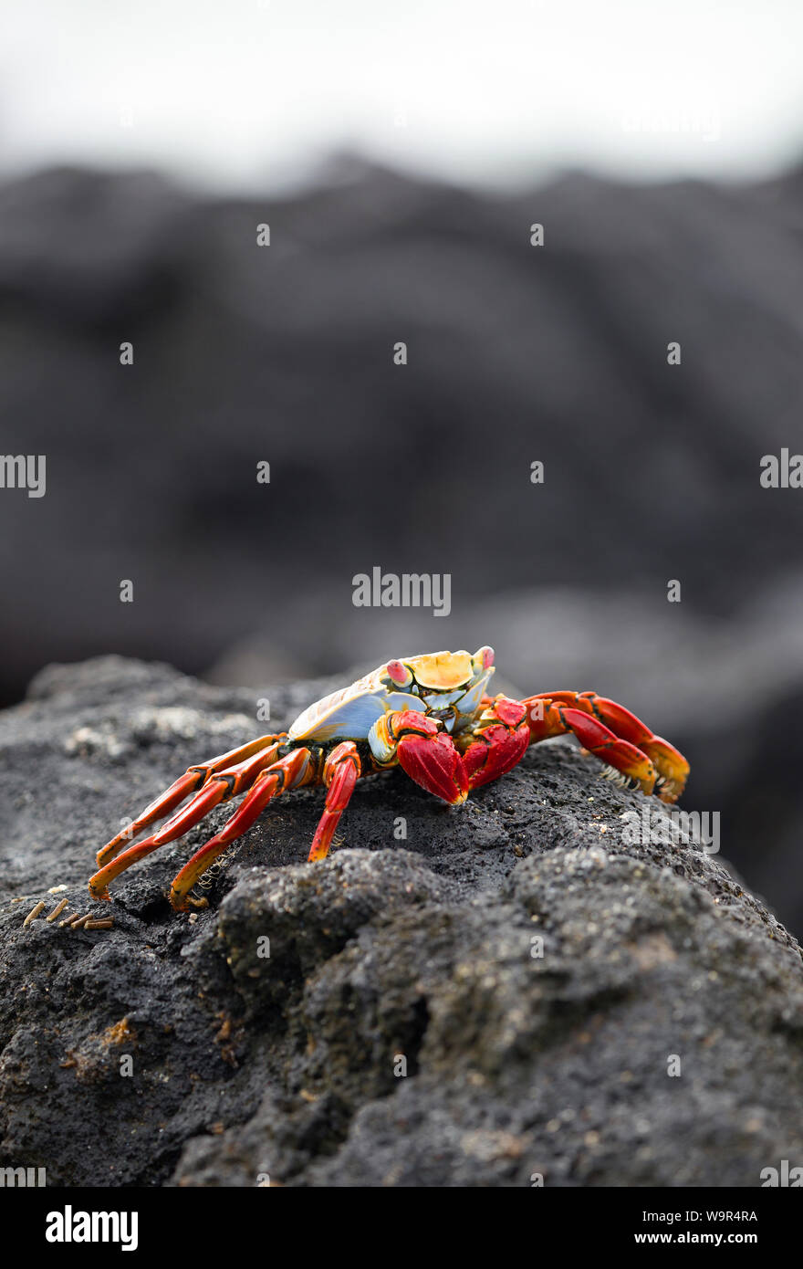 Sally lightfoot crab camminando sulla roccia lavica isole Galapagos Foto Stock