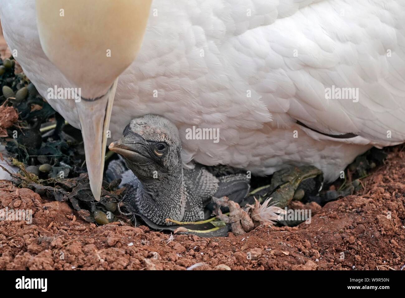 Northern gannet (Sula bassana), pulcini nel nido sotto madre animale, Helgoland, Schleswig-Holstein, Germania Foto Stock