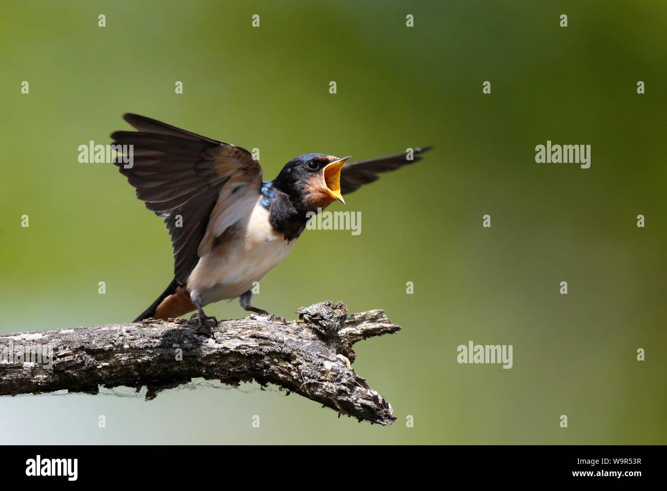 Barn swallow (Hirundo rustica), neonata giovane su un ramo Elemosinare il cibo, Parco Naturale Peental, Meclemburgo-Pomerania, Germania Foto Stock