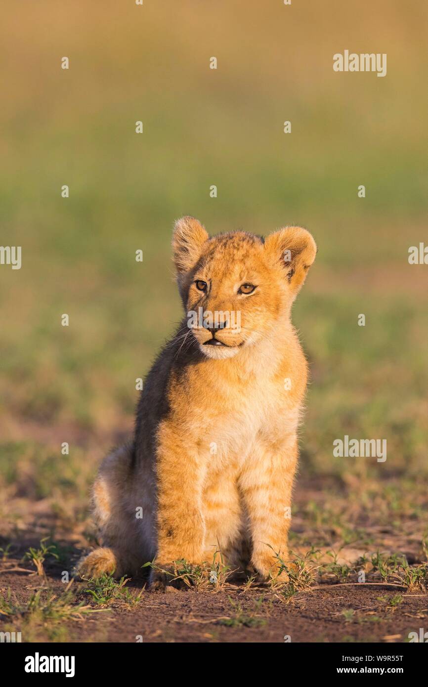 Lion cub (Panthera leo) seduta, il Masai Mara riserva nazionale, Kenya Foto Stock