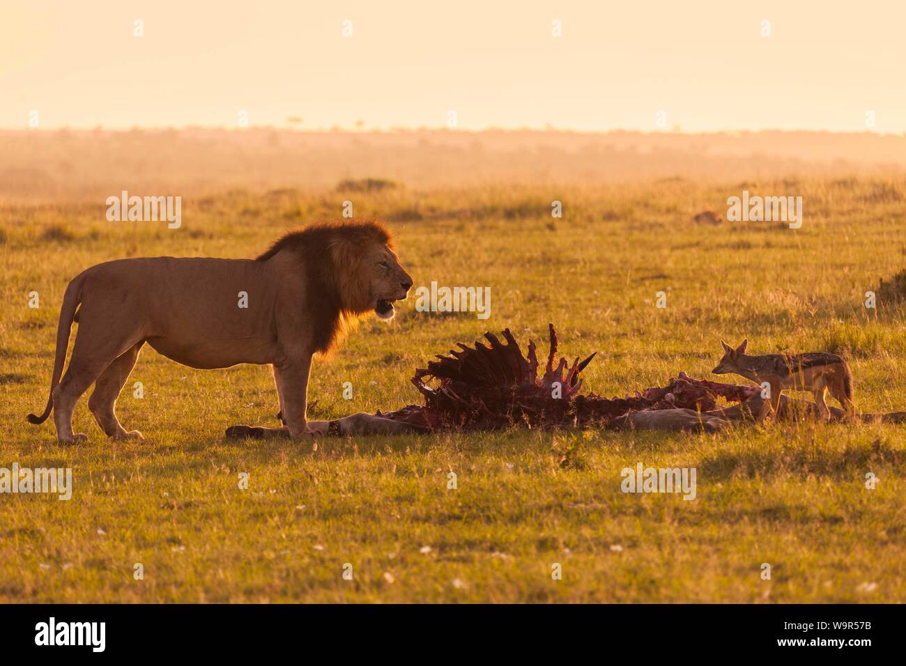 Leone maschio (Panthera leo) con scheletro, eland uccidere, il Masai Mara riserva nazionale, Kenya Foto Stock