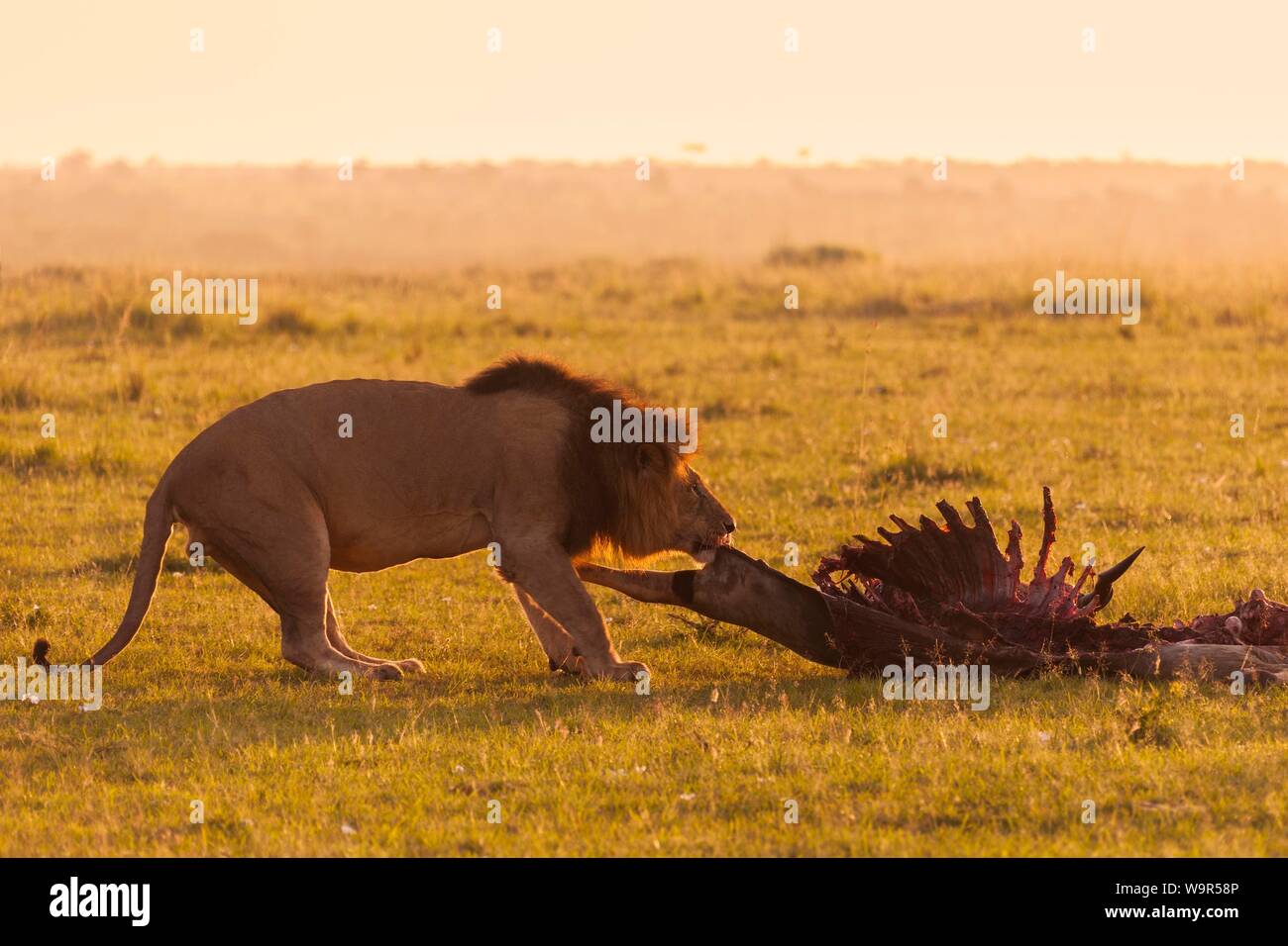 Leone maschio (Panthera leo) con scheletro, eland uccidere, il Masai Mara riserva nazionale, Kenya Foto Stock