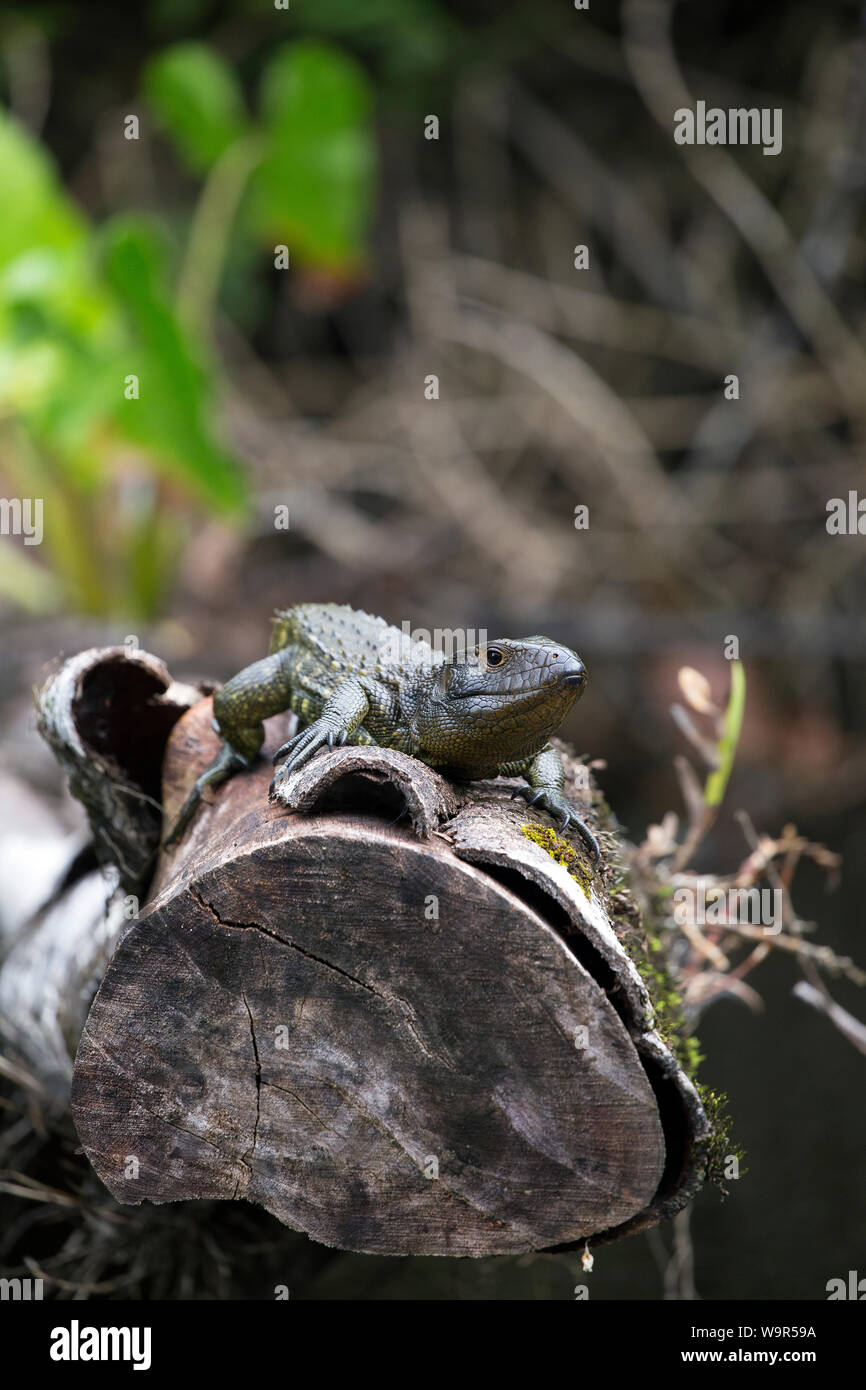 Caimano settentrionale lizard preso nella giungla Amazzonica Foto Stock