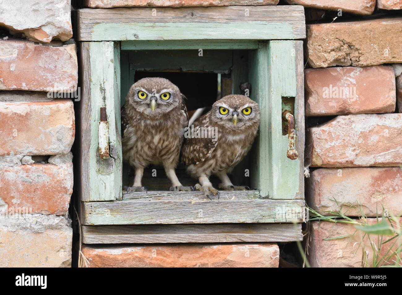 Poco civetta (Athene noctua), due uccelli giovani curiosamente guardare fuori da una finestra di una casa rovina, il delta del Danubio, Romania Foto Stock