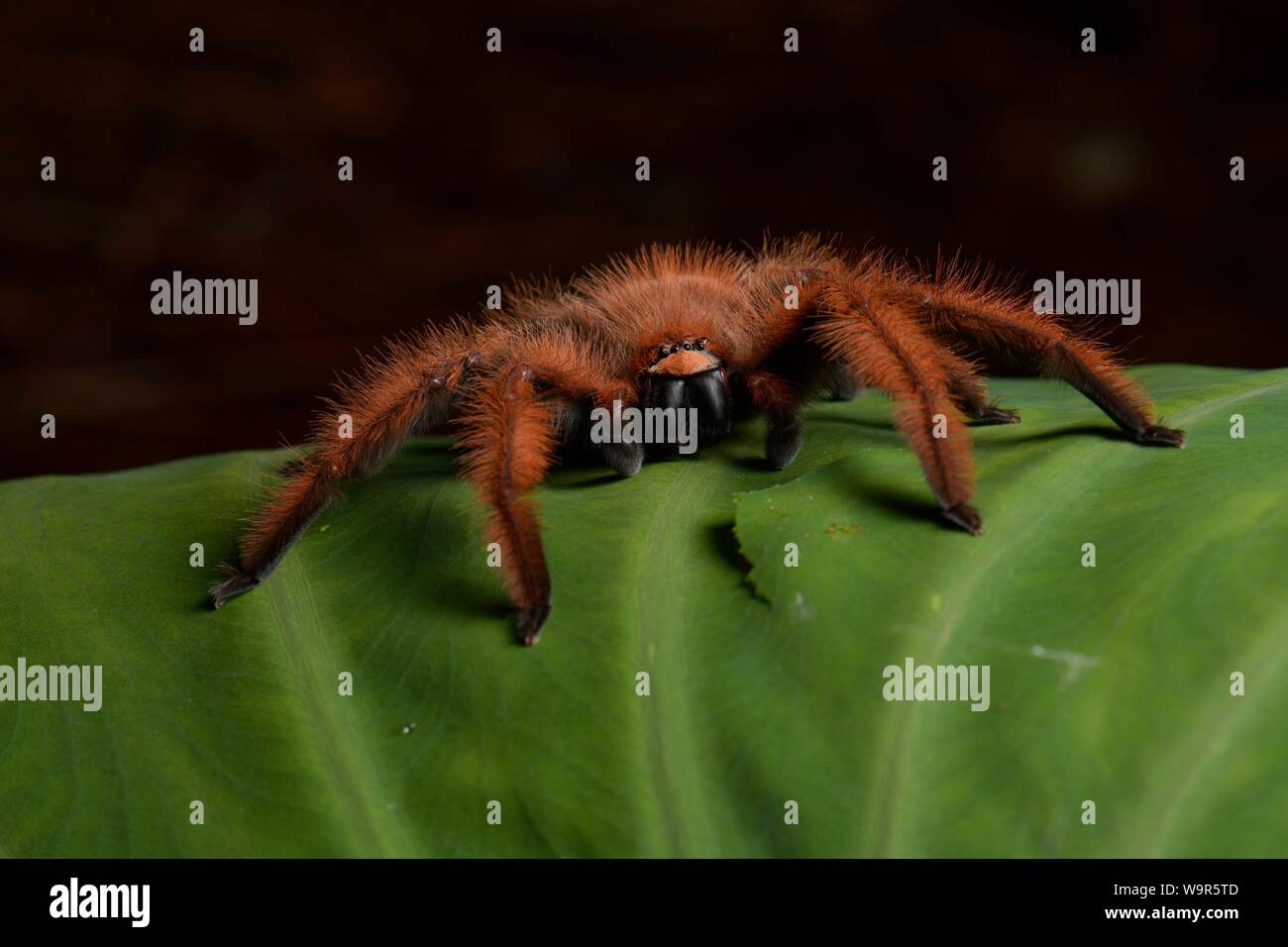 Gigantesco ragno granchio Megaloremmius (LEO), Anjozorobe, Madagascar Foto Stock