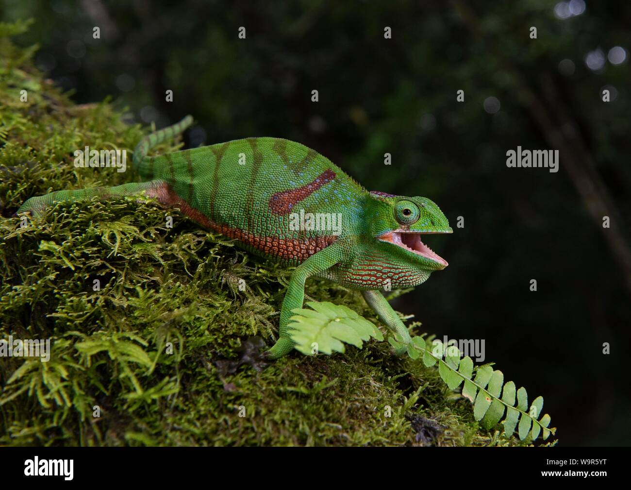 Chameleon (Furcifer timoni), femmina, Nord Madagascar Madagascar Foto Stock