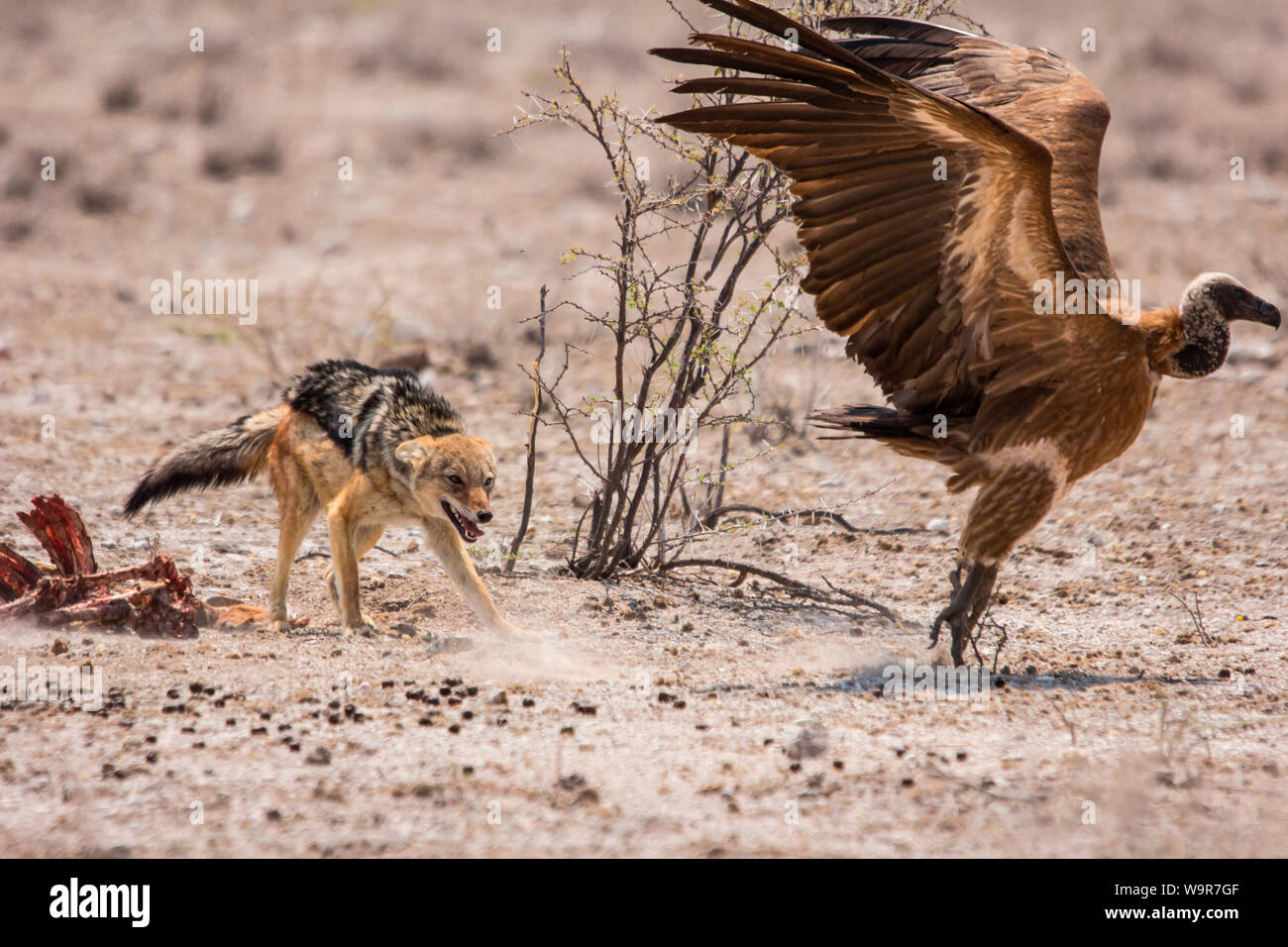 Nero-backed Jackal, bianco-backed Vulture, Etosha Nationalpark, Namibia, Africa (Canis mesomelas, Gyps africanus) Foto Stock