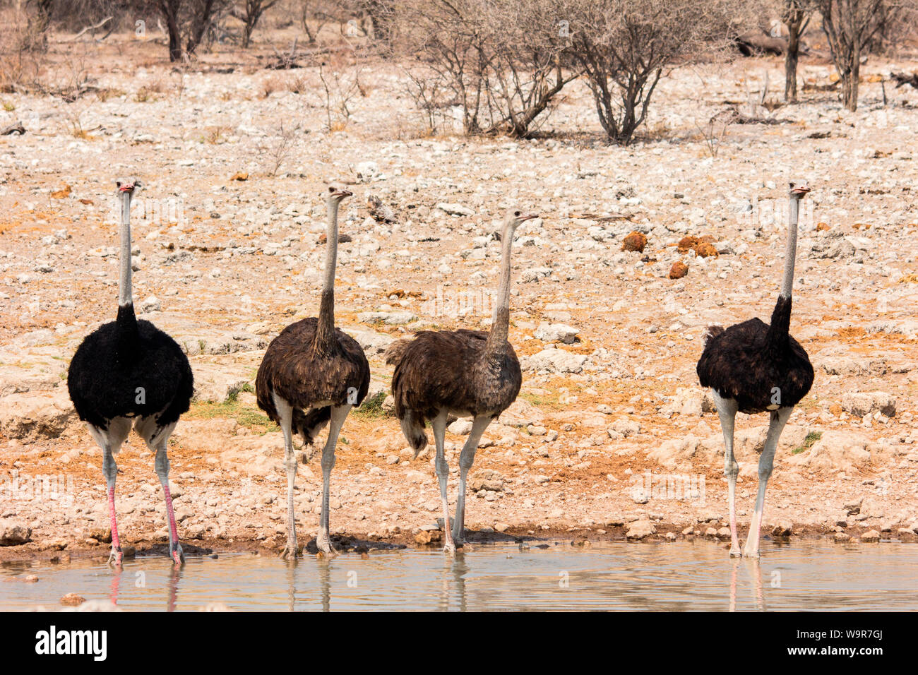 Comune, struzzo Etosha-Nationalpark, Namibia, Africa (Struthio camelus) Foto Stock