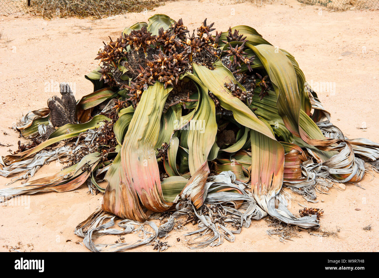 Welwitschia, Valle della Welwitschia, Namib, Swakopmund, Namibia, Africa (Welwitschia mirabilis) Foto Stock