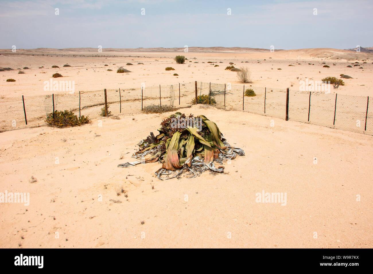 Welwitschia, Valle della Welwitschia, Namib, Swakopmund, Namibia, Africa (Welwitschia mirabilis) Foto Stock