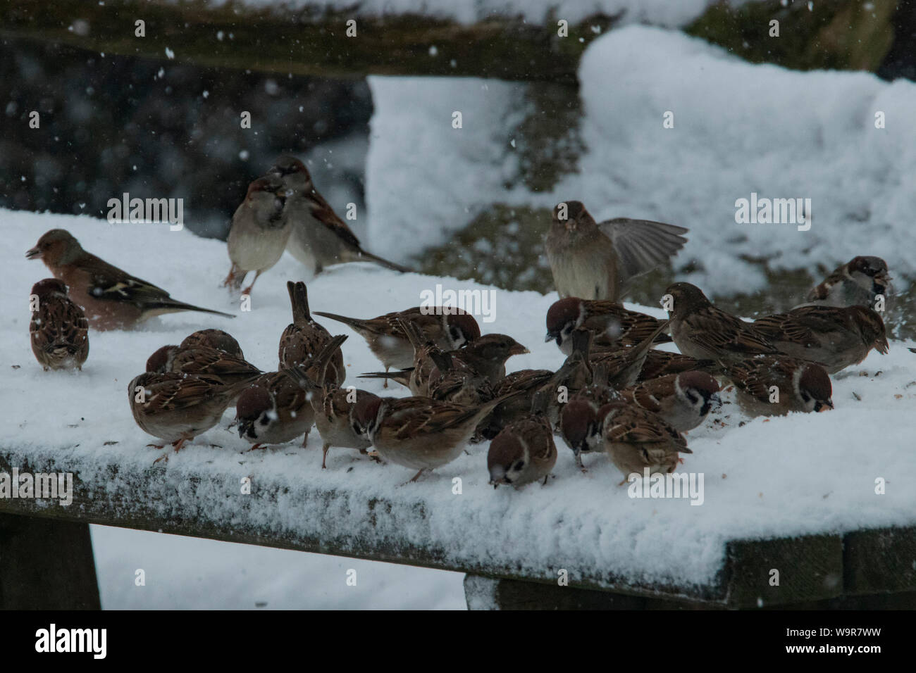Eurasian tree sparrow, uccelli canori, passeri, molti, tavolo di legno, coperti di neve, i fiocchi di neve, in piedi, diverse cercando, (Passer montanus) Foto Stock