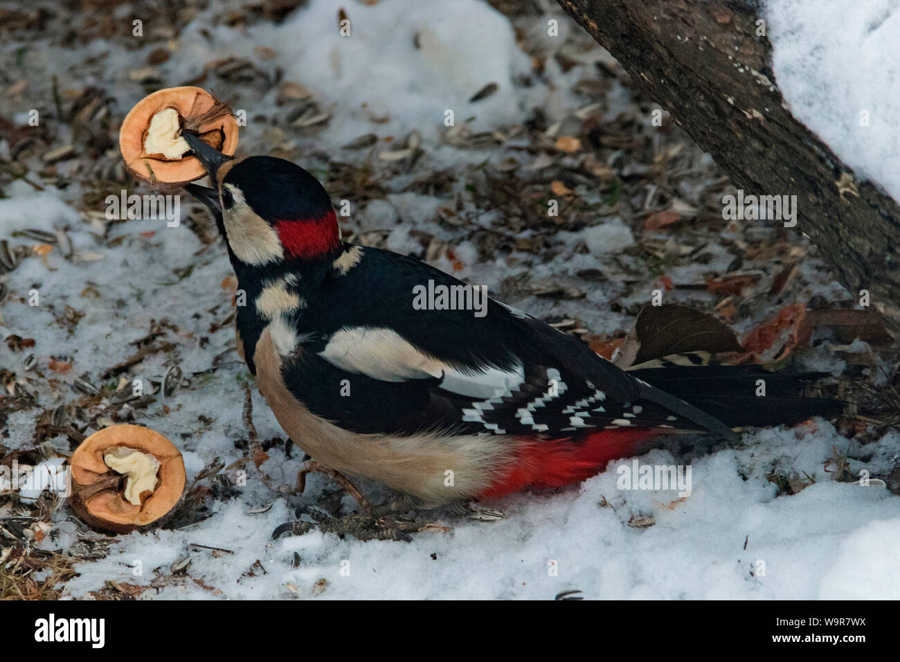 Picchio rosso maggiore, maschio, (Dendrocopos major) Foto Stock