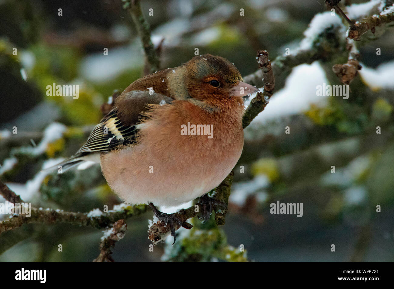 Comune di fringuello, maschio, (Fringilla coelebs) Foto Stock