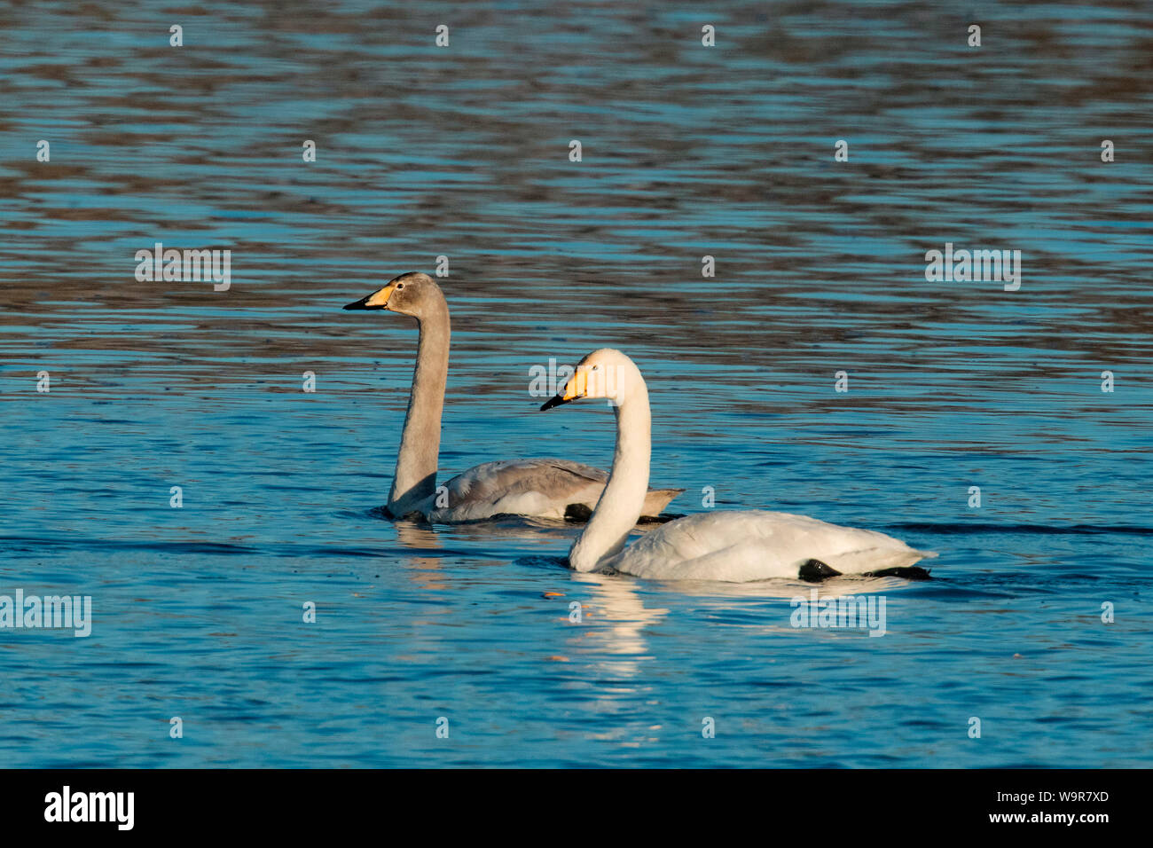 Whooper Swan con i giovani, (Cygnus cygnus) Foto Stock