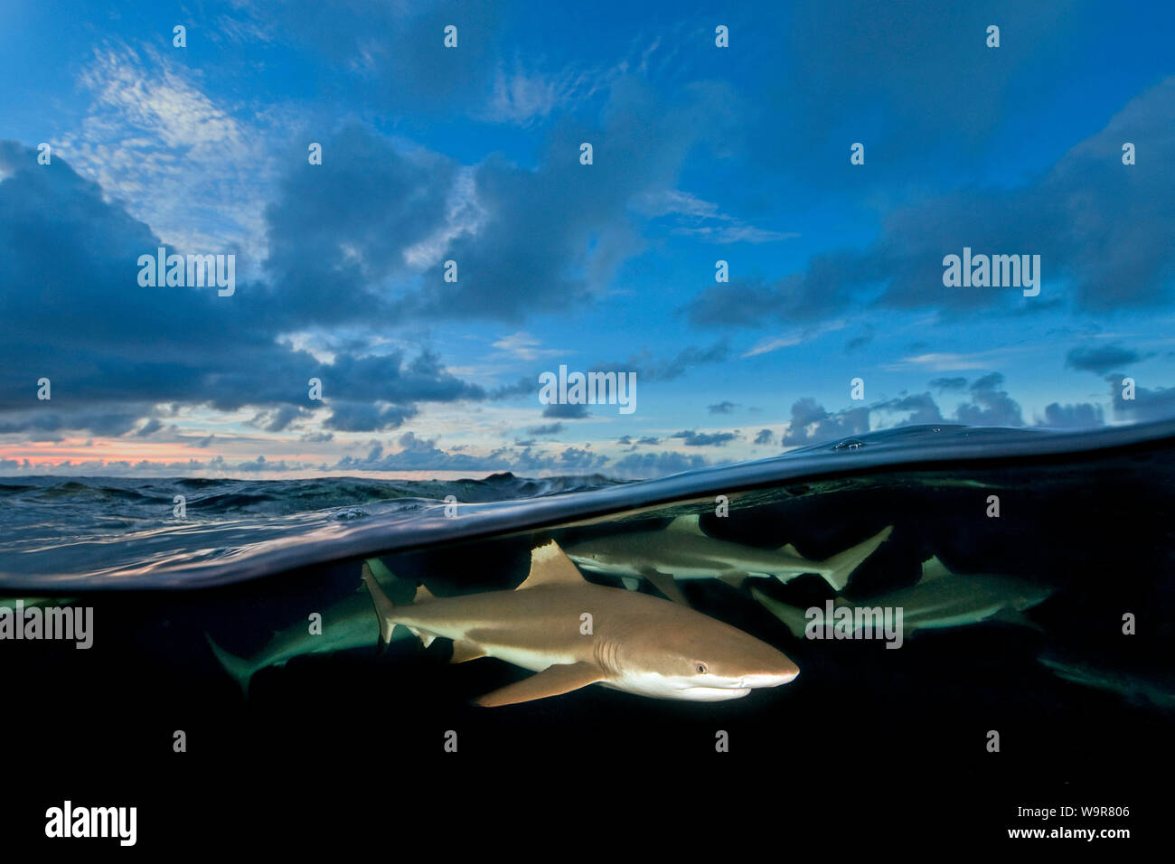 Gli squali, (Carcharhinus melanopterus) Foto Stock