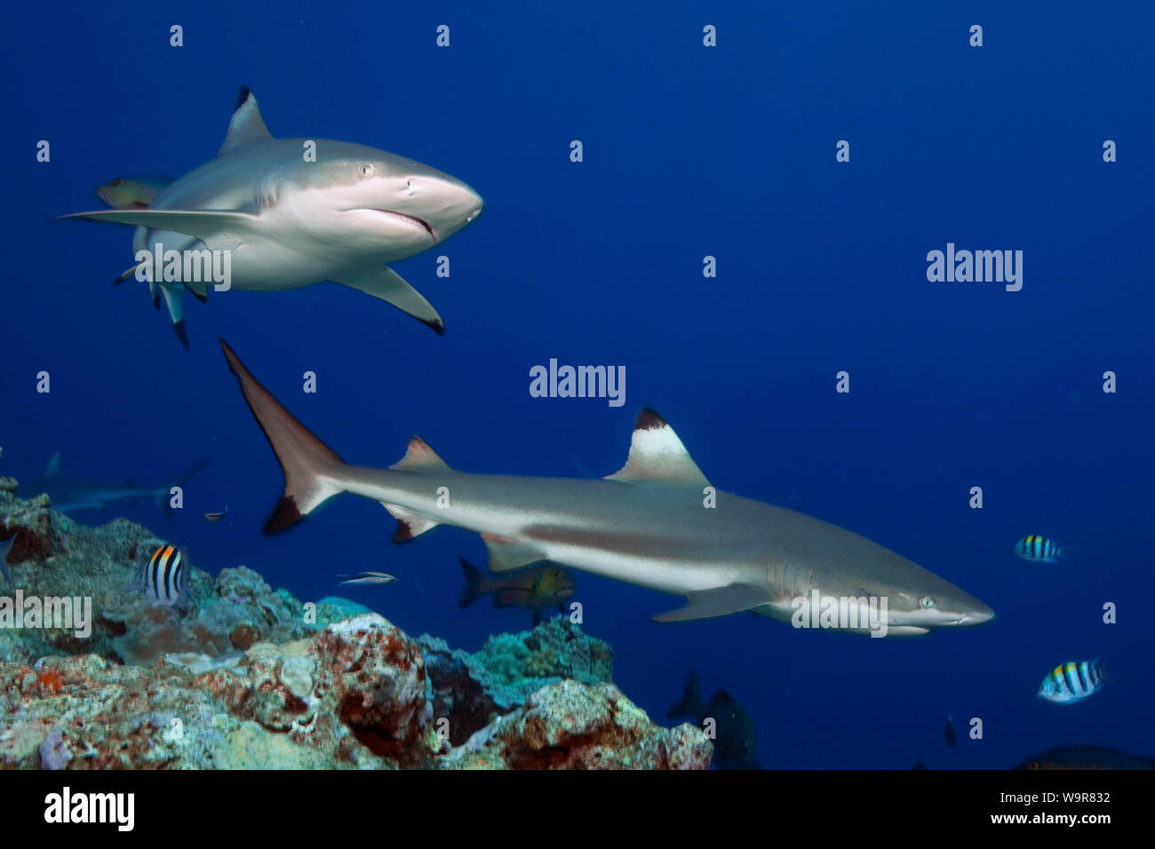 Reefshark Blacktip, (Carcharhinus melanopterus) Foto Stock
