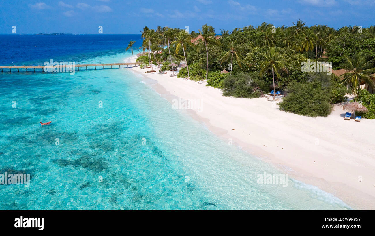 Maldive Isola di Filaidhoo, laguna, palma, albero di cocco, Raa Atoll, Maldive, Asia Filaidhoo, (Cocos nucifera) Foto Stock