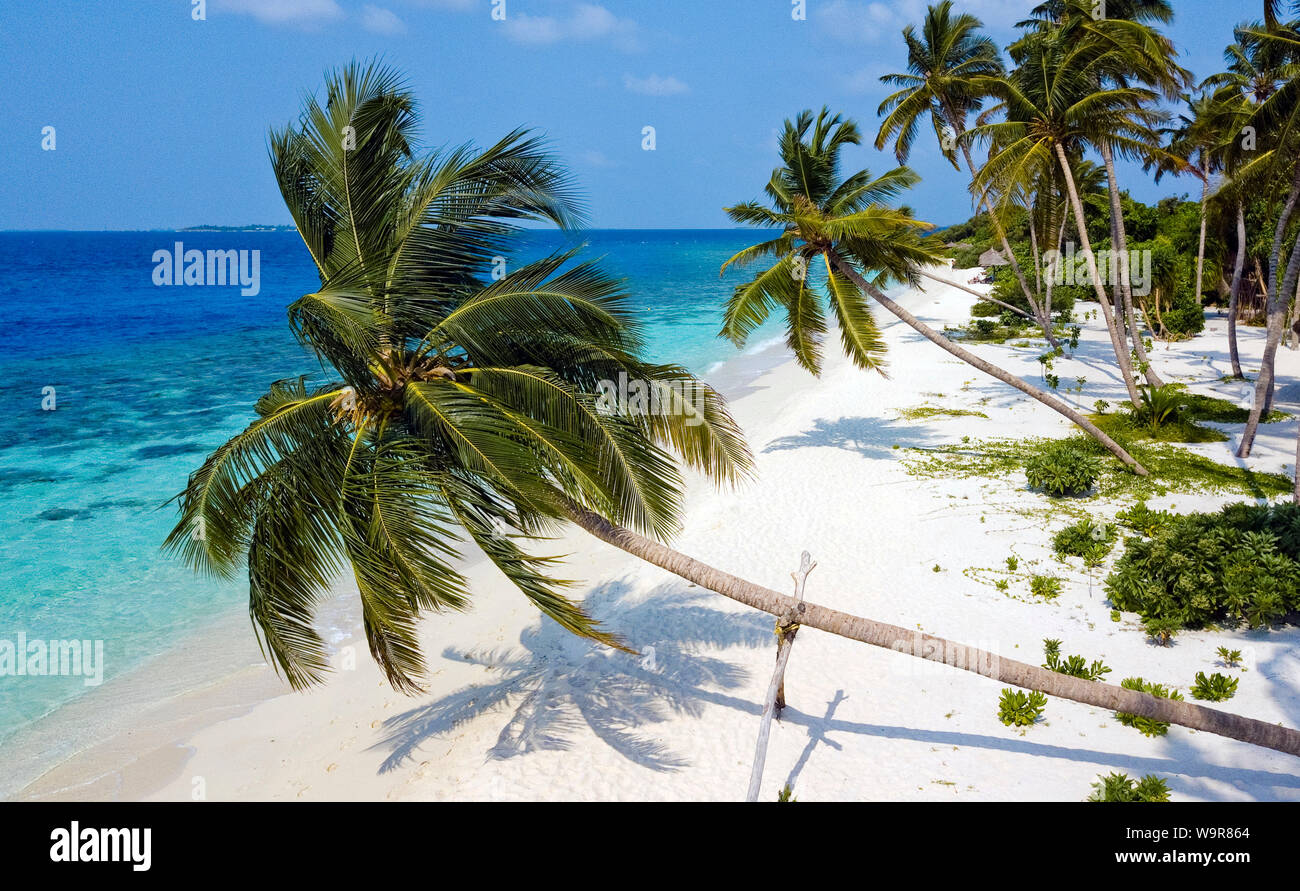 Maldive Isola di Filaidhoo, spiaggia, laguna, palma, albero di cocco, Raa Atoll, Maldive, Asia Filaidhoo, (Cocos nucifera) Foto Stock