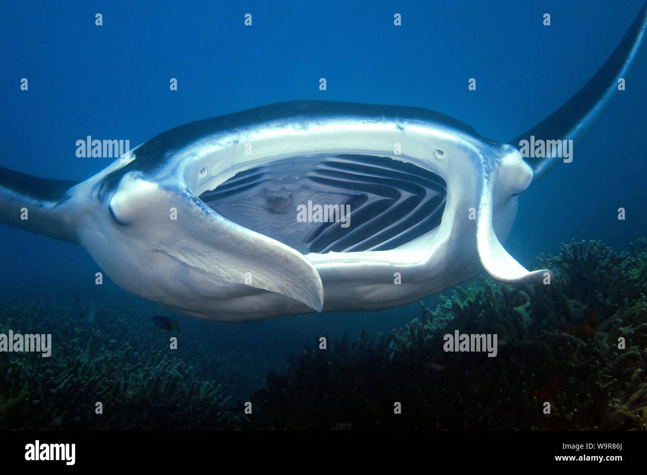 Mantaray, devil's ray, enorme ray, (Manta birostris) Foto Stock