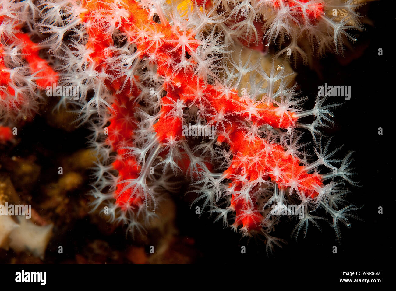 Il corallo rosso, animale coloniale, Mediterraneo, Europa (Corallium rubrum) Foto Stock