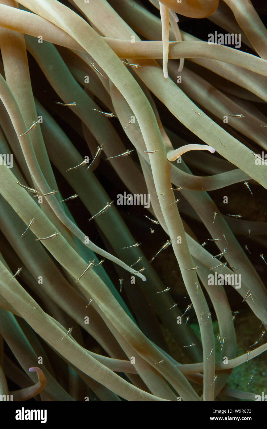 Mare mediterraneo anemone, capretti di gamberi in relazione simbiotica anemone marittimo, (Anemonia viridis) Foto Stock