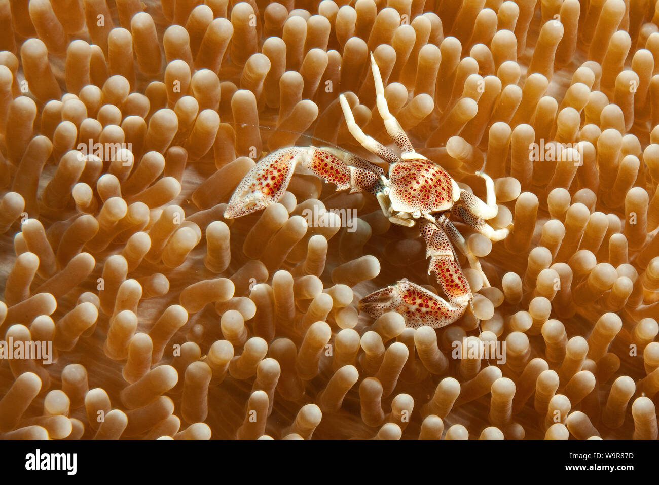 Anemone granchio porcellana, Indo-pacifico, (Neopetrolisthes maculatus) Foto Stock