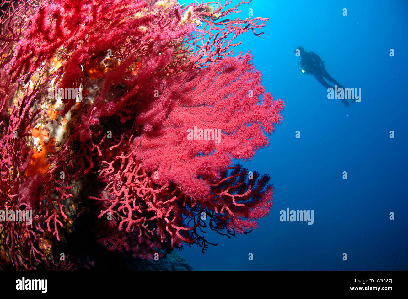 Ventola del mediterraneo corallo, Isola d'Elba, Toscana Italia, Europa (Paramuricea clavata) Foto Stock